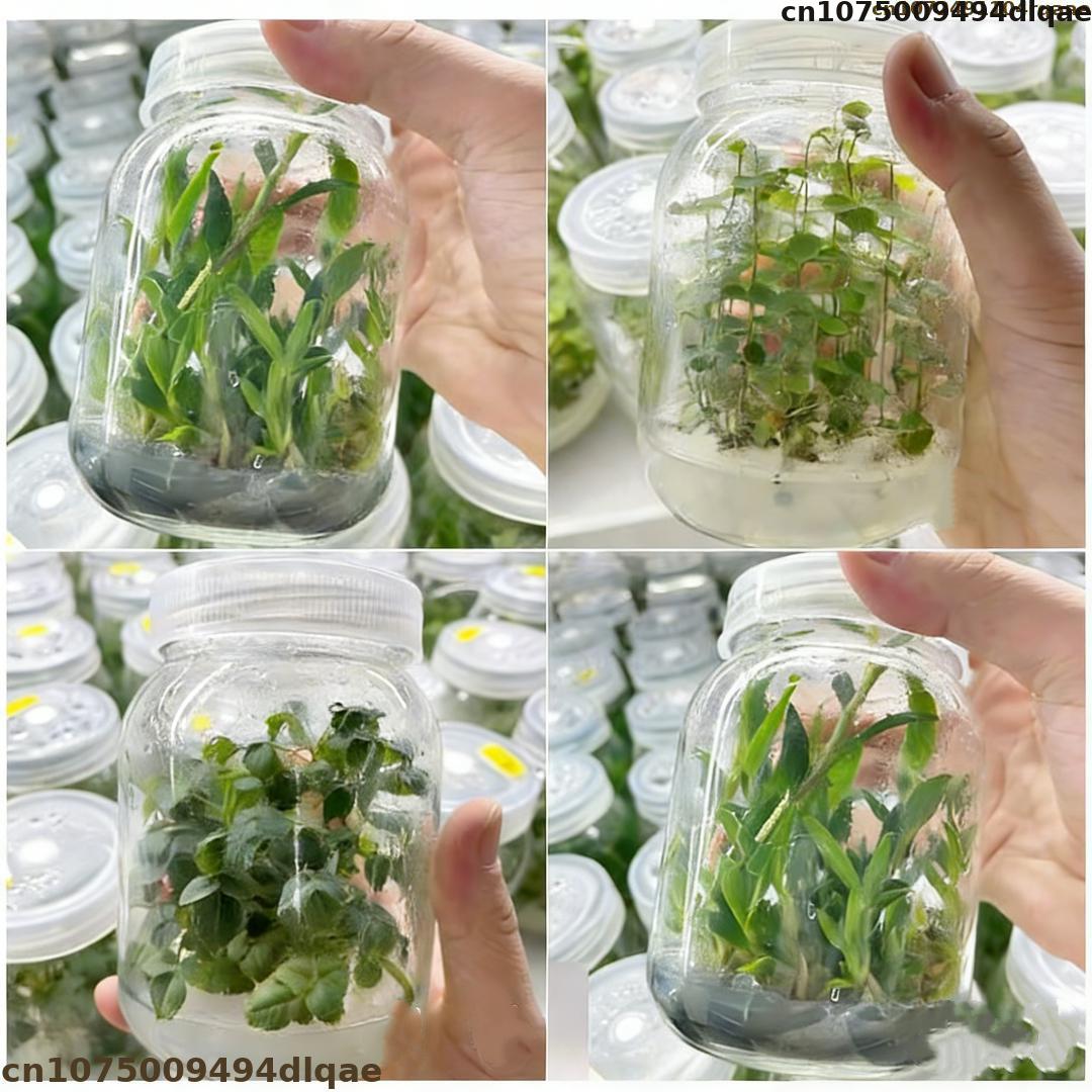 Agar Tissue Culture - Plant Tissue Culture Agar Powder High