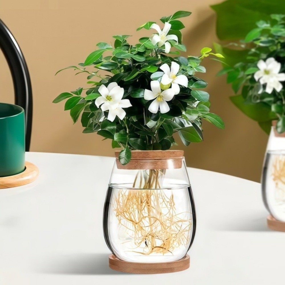 Transparent Hydroponic Flowerp - Propagation Station Vase 评论和价格