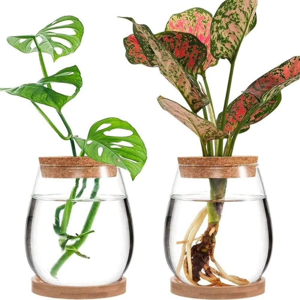 Transparent Hydroponic Flowerp - Propagation Station Vase 评论和价格