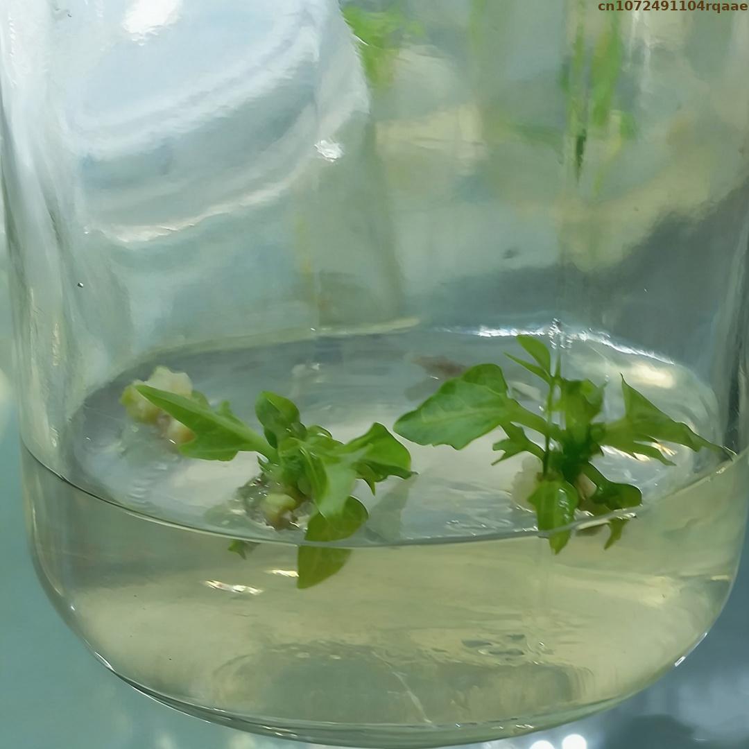 Premium Plant Tissue Culture A - Agar Tissue Culture 评论和价格