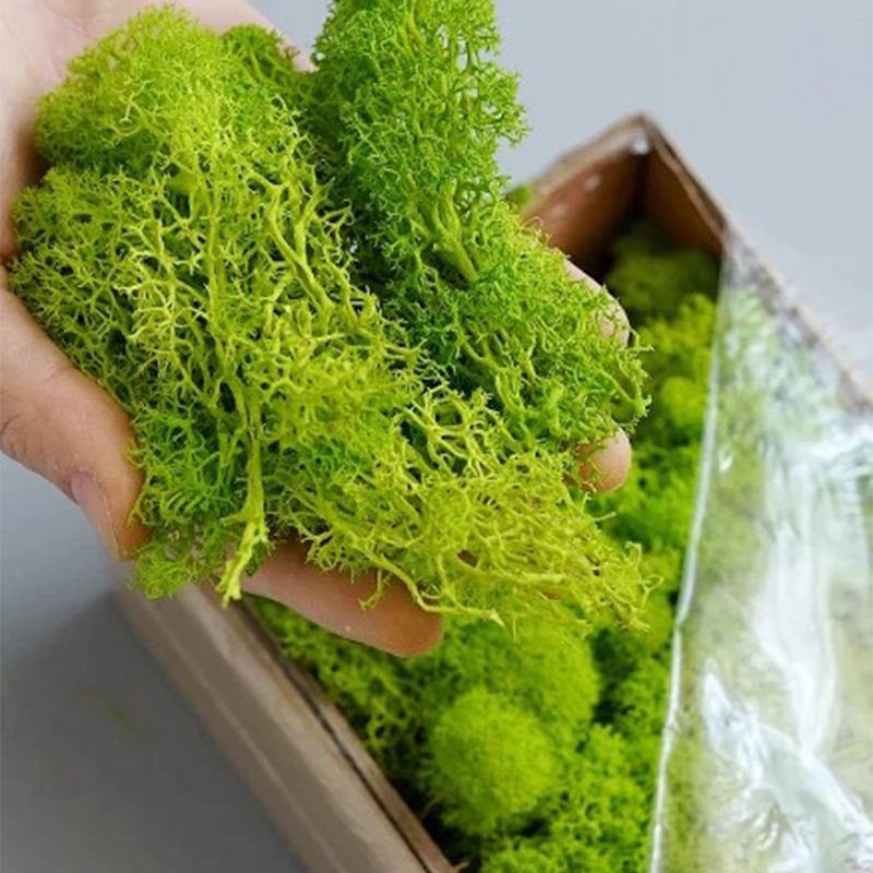 200g Artificial Green Plants L - Sphagnum Moss Dry 评论和价格